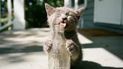 10 mýtov o mačkách, ktorým by sme už nemali veriť