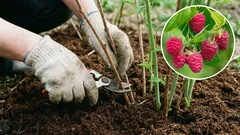 Maliny a ríbezle v apríli: tri kroky, ktoré zdvojnásobia úrodu. Chyby – do zbierky